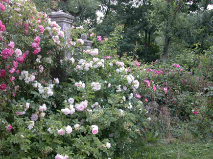 Rosenblütenfest am 27. Juni